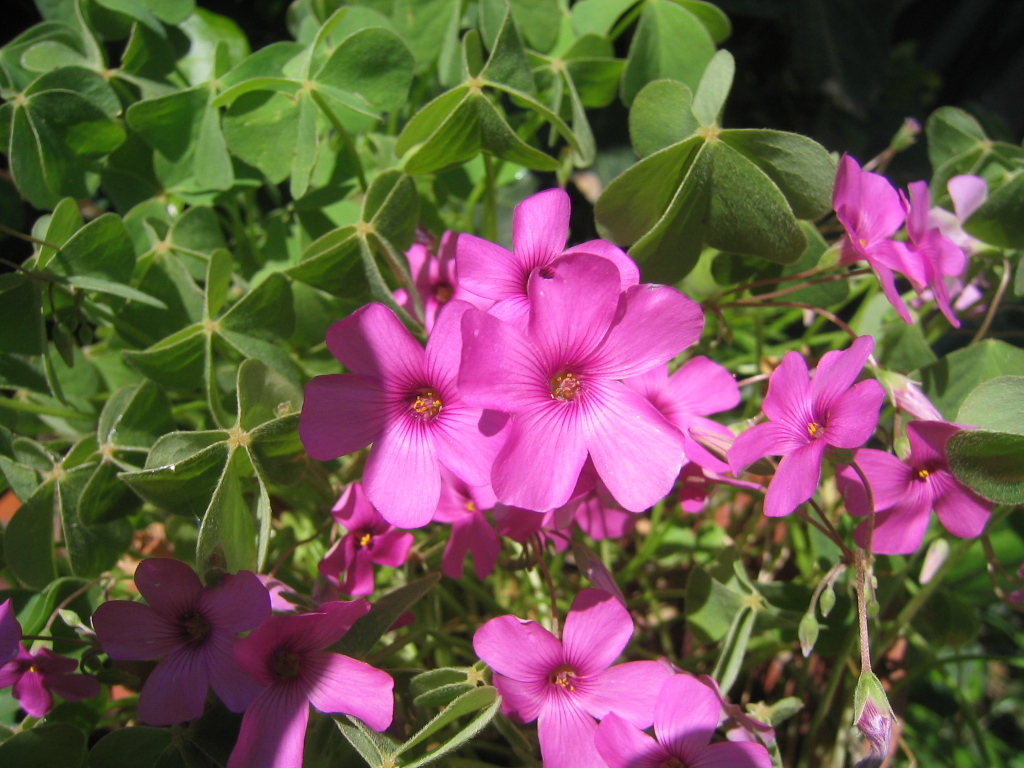 Fiori vari - coltivati e non